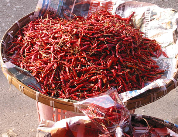 These little chilies are hot hot hot!