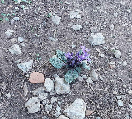 flower growing amid rocky dry soil, Cefalu, Italy