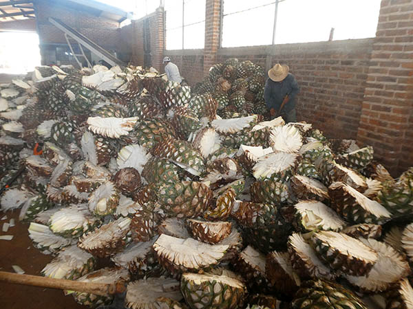 Jimadores slicing unroasted pinas, El Pandillo, Jesus Maria, Mexico