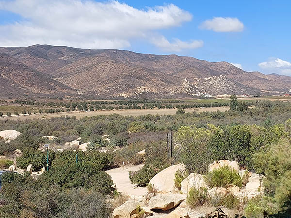 Looking out at vineyards from i-petra Oeno Wine Lodge,  Ensenada, Baja California, Mexico