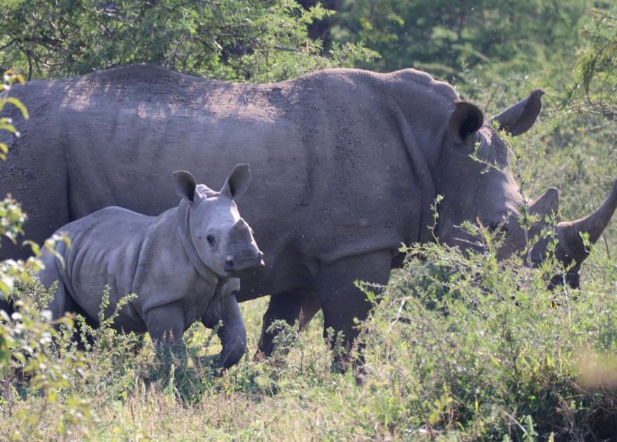 Rhinos in Botswana