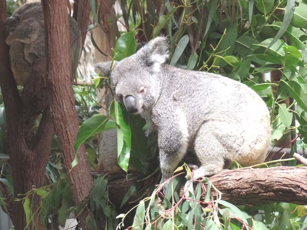Koala in Australia