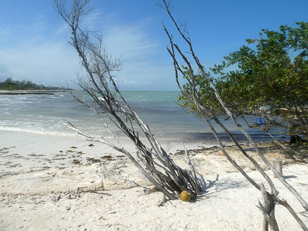Windswept trees on the beach,  Isla Holbox, Quintana Roo, Mexico