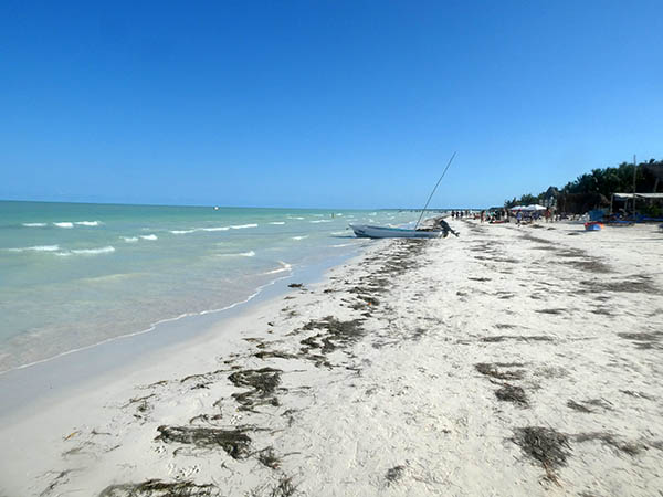 Sea grass on white sand, Holbox, Quintana Roo, Mexico