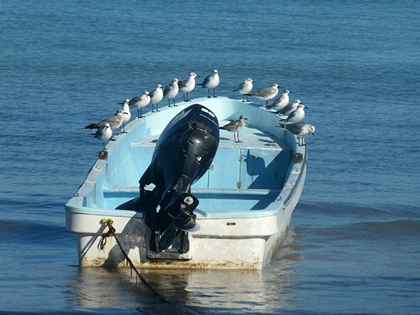 Boat with birds lined up, Isla Holbox, Quintana Roo, Mexico