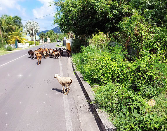 goats in the road, Nevis, West Indies