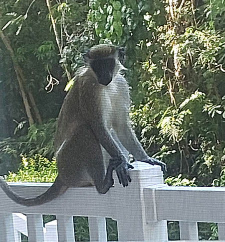 A Green Monkey visiting Hamilton Villas on Nevis, West Indies