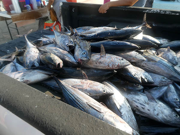 Large box of fresh tuna, Puerto Escondido, Mexico