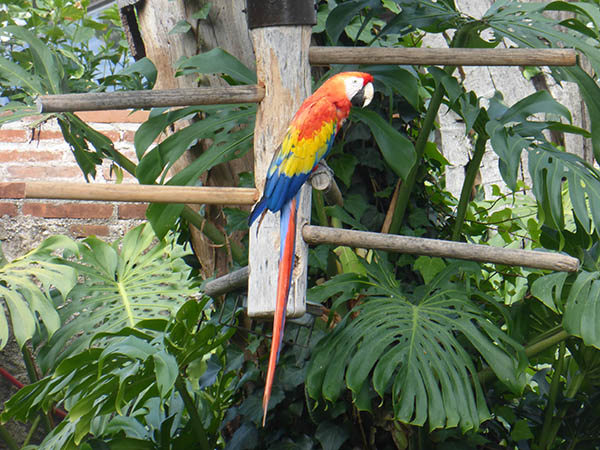 A tropical parrot
