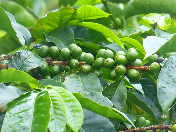 Coffee berries on the tree
