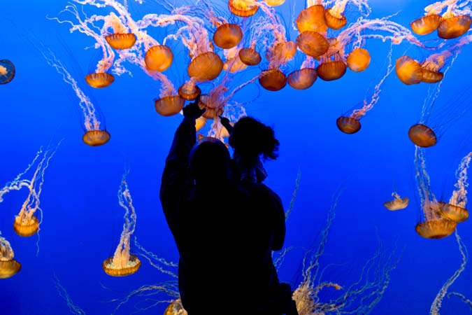 A Father and daughter enjoy the jellyfish display