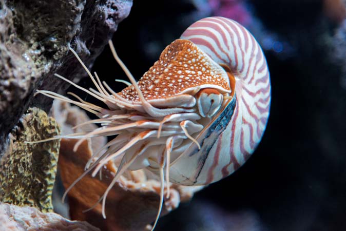 Chambered nautilus on display in the special exhibit "Tentacles"