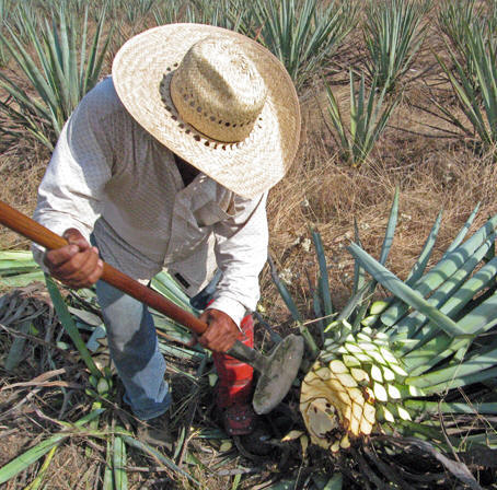 Jimadore cutting pinas in the blue agave fields, Tequila, Jalisco, Mexico
