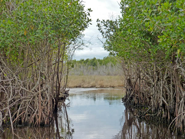 From the mangrove forest to the sawgrass prairies