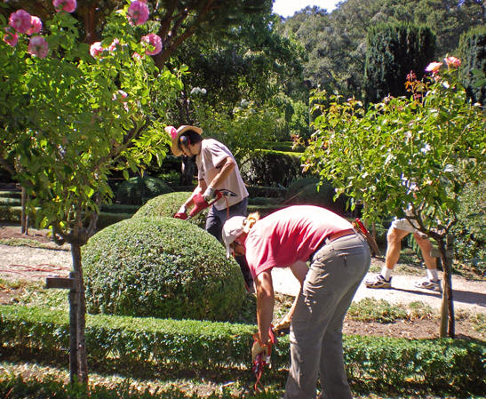 Gardeners painstakingly trimming bushes and rose trees. Filoli Gardens, Woodside, California