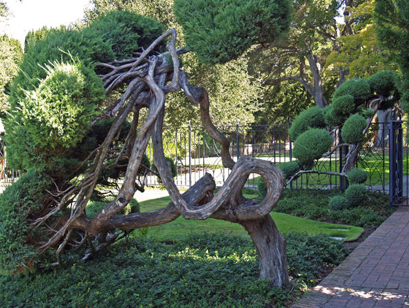 Unusual twisted trunk of a tree. Filoli gardens, Woodside, California