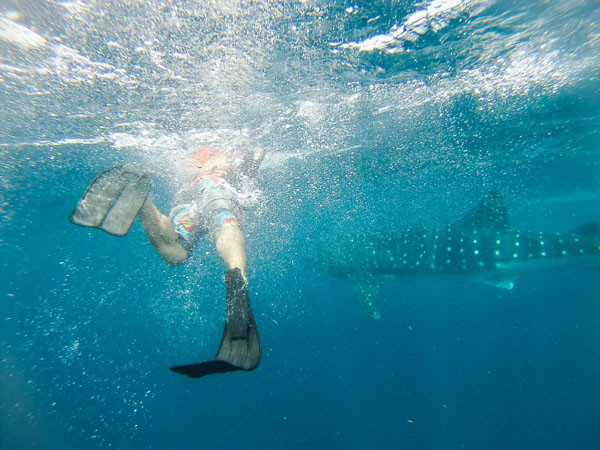 Jeremy swimming with whale sharks in Isla Mujeres, Mexico