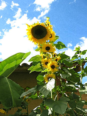 Beautiful sunflowers from an Ecuadorian garden