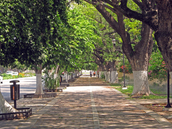 Wide sidewalks line the Paseo de Montejo