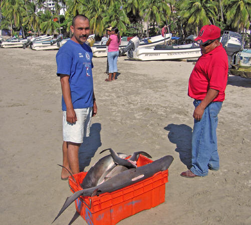 Crate of sharks from fishermen's catch, Puerto Escondido, Mexico